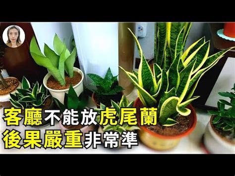 短葉虎尾蘭風水|虎尾蘭風水禁忌：從風水學角度告訴你，為什麼這些地。